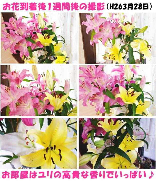 鹿児島ユリ届いたイメージ3