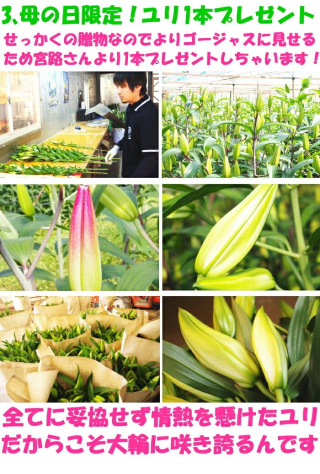 鹿児島宮路園芸アピール３