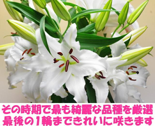 鹿児島旬のユリ白ベネ４