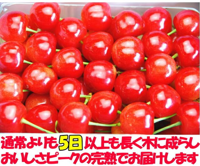 山形露地さくらんぼベネ2