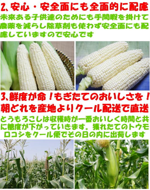 香川三豊ファームとうもろこし生産者アピール2