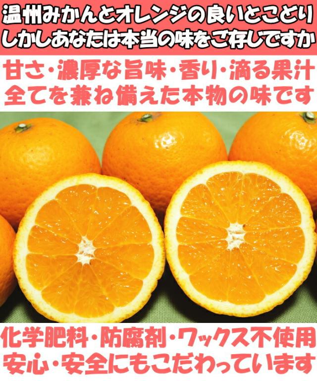 和歌山有田清見オレンジベネ1