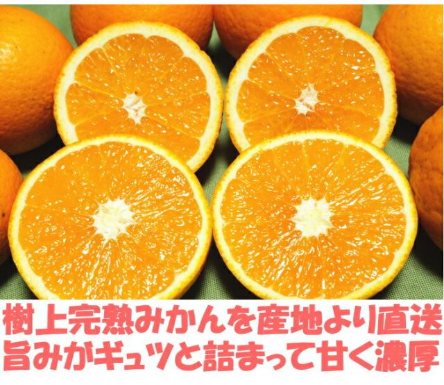 和歌山有田清見オレンジベネ2