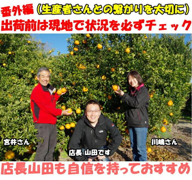 和歌山清見オレンジベネ4