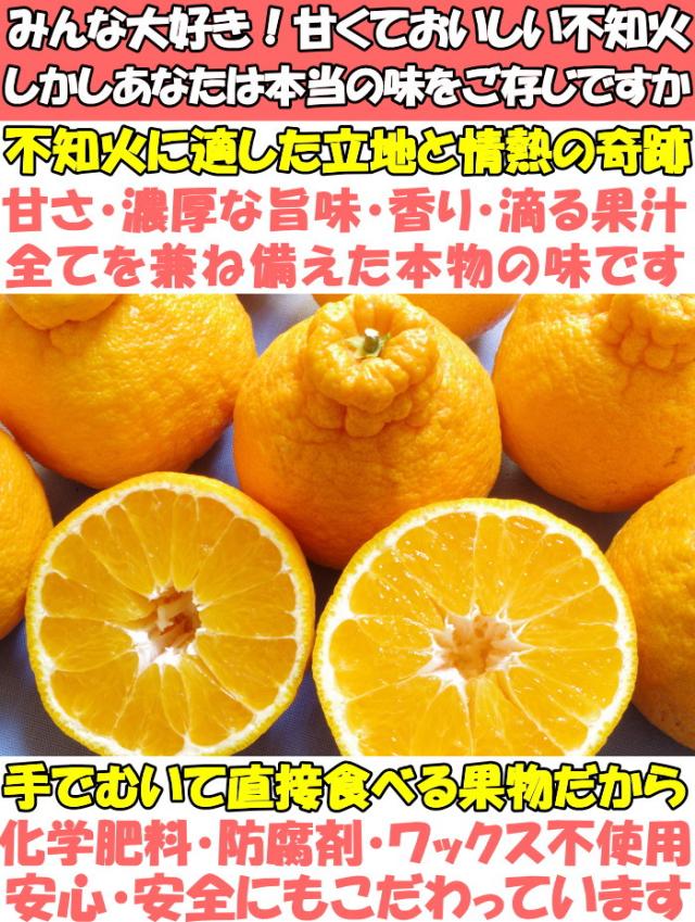 和歌山樹上完熟不知火ベネ1