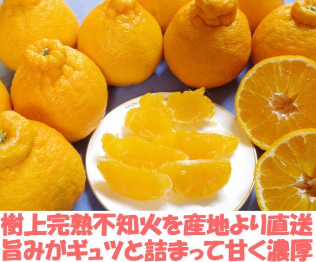 和歌山不知火ベネ2