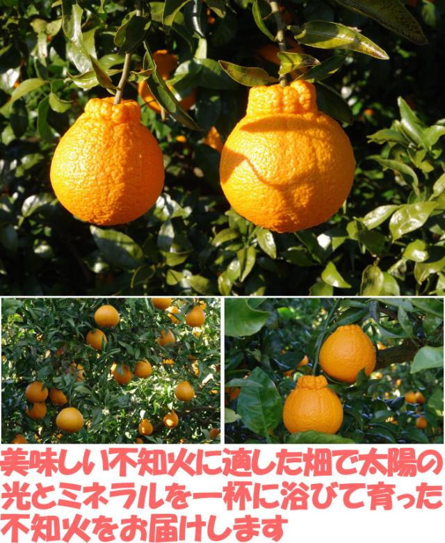 和歌山樹上完熟不知火ベネ3