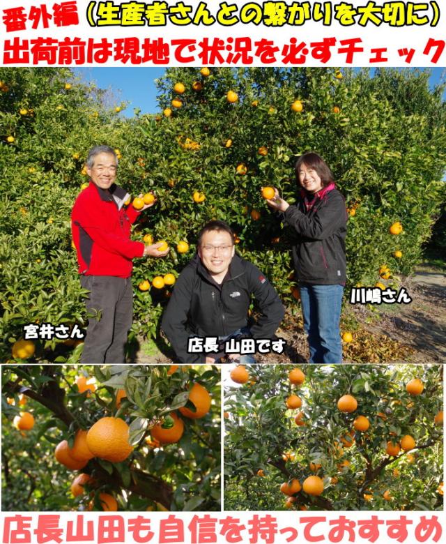 和歌山樹上完熟不知火ベネ5