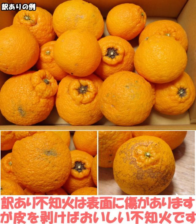 和歌山樹上完熟デコポンベネ6