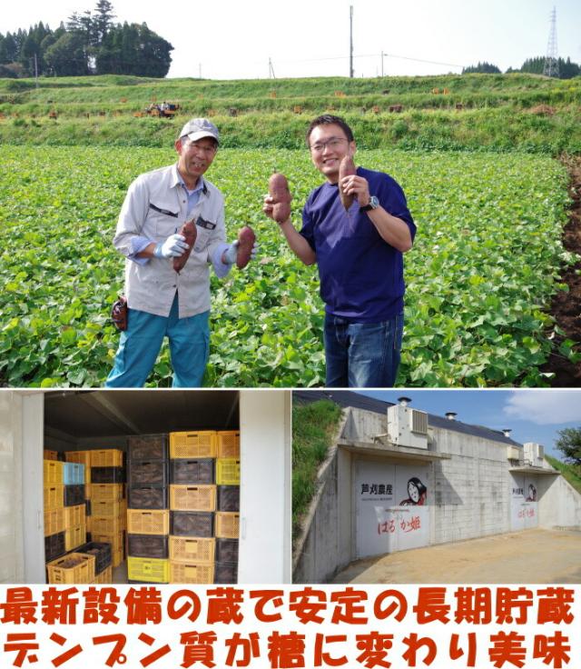 大分芦刈農産紅jはるかベネ3