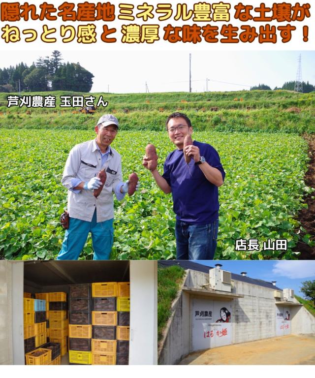 大分芦刈紅はるかベネ3