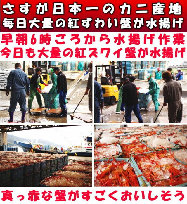 鳥取未冷凍紅ずわい蟹取材1