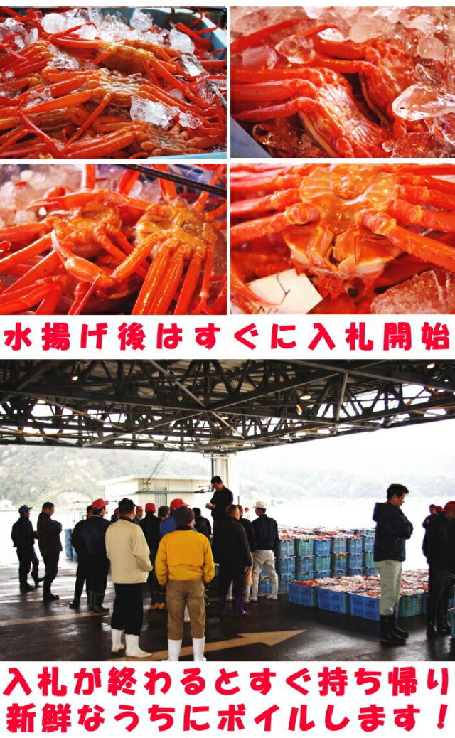 鳥取未冷凍紅ずわい蟹取材2