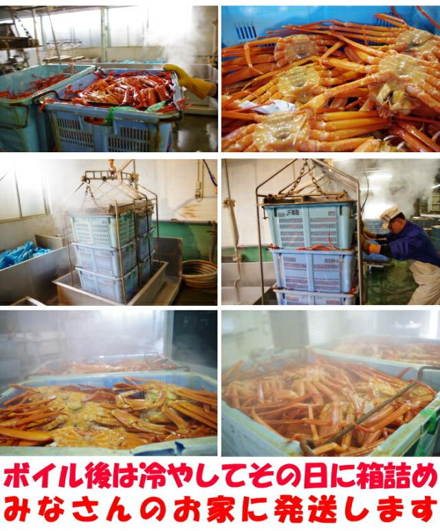 鳥取未冷凍紅ずわい蟹取材3