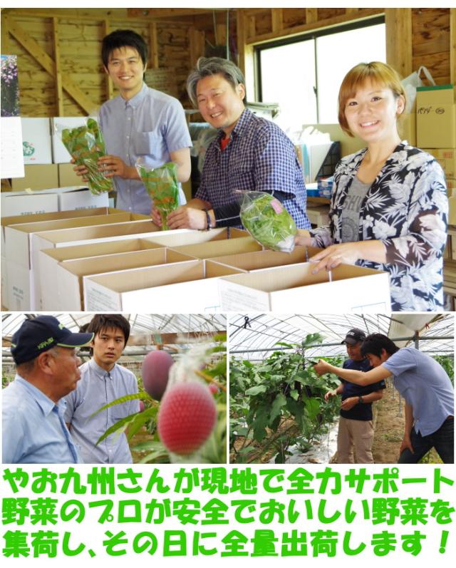 九州野菜セットベネ４