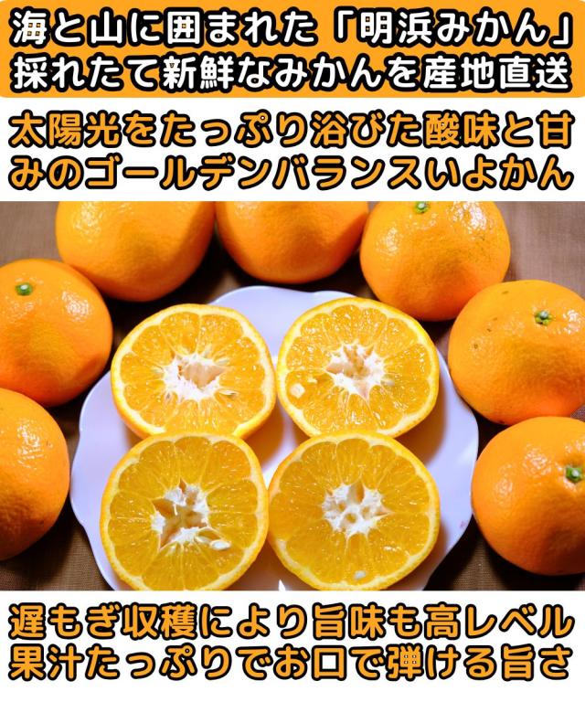 愛媛ニコマルいよかんベネ1