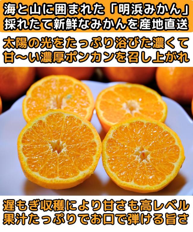 愛媛ニコマルぽんかんベネ2