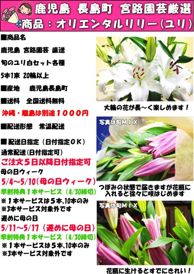 鹿児島旬のユリホワイトsp