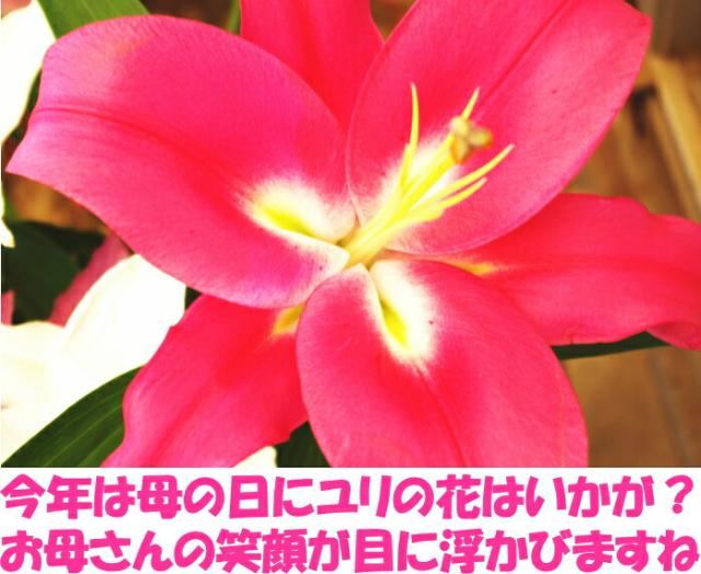 鹿児島ユリの母ベネ3