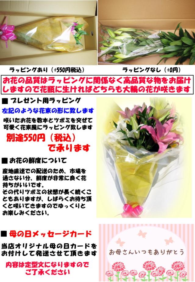 鹿児島ユリの花スペック2