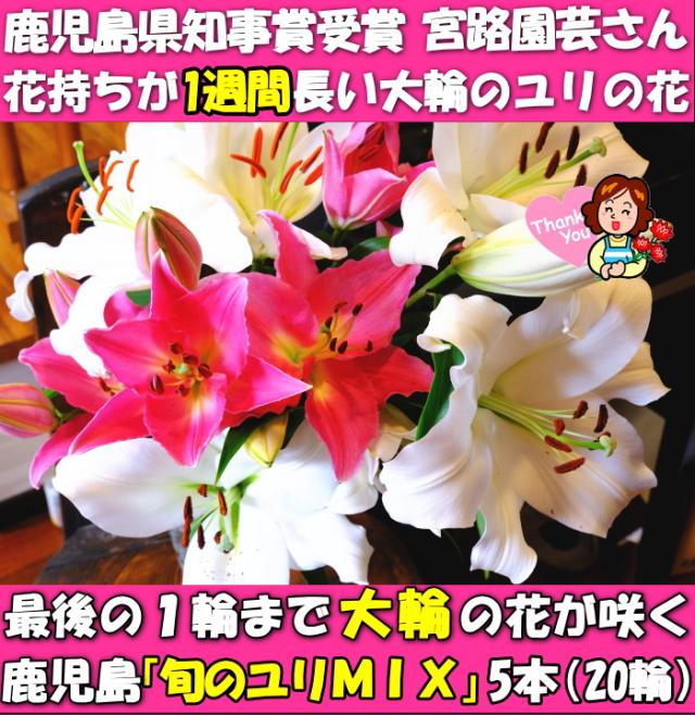 鹿児島旬のユリミックス5本ファースト