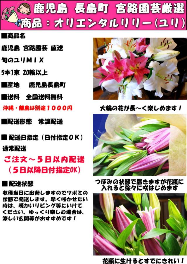 鹿児島旬のユリミックス5本sp