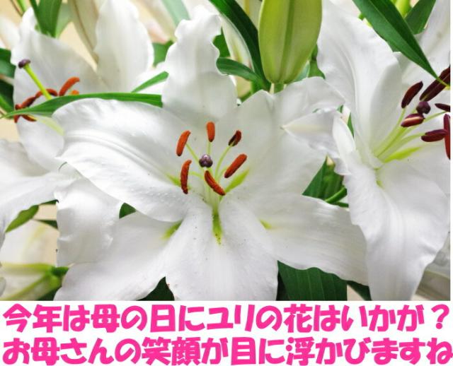 鹿児島旬のユリベネ3