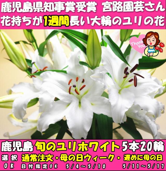 鹿児島旬のユリ白ファースト
