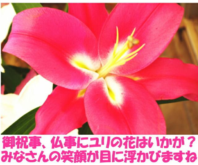 鹿児島旬のユリベネ3