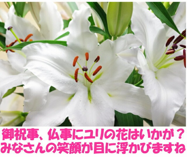 百合 ギフト White 10本 1本 花持ちが１週間違う 生花 大輪 花 白 ゆり 増量 通販 花農家直送 花束 旬の ユリ 鹿児島県知事賞受賞 40 45輪 Gordonterrace Ca