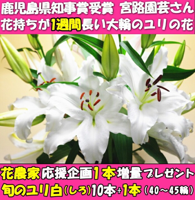 百合 ギフト White 10本 1本 花持ちが１週間違う 生花 大輪 花 白 ゆり 増量 通販 花農家直送 花束 旬の ユリ 鹿児島県知事賞受賞 40 45輪 Gordonterrace Ca