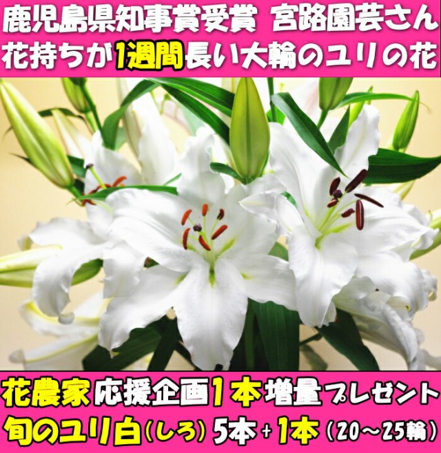 花 ユリ 花束 大輪 ギフト 白 5本 1本 増量 25輪 花持ちが１週間違う 鹿児島県知事賞受賞 花農家直送 生花 百合 旬の ゆり White ユの通販はau Pay マーケット クックス産直生鮮市場 商品ロットナンバー