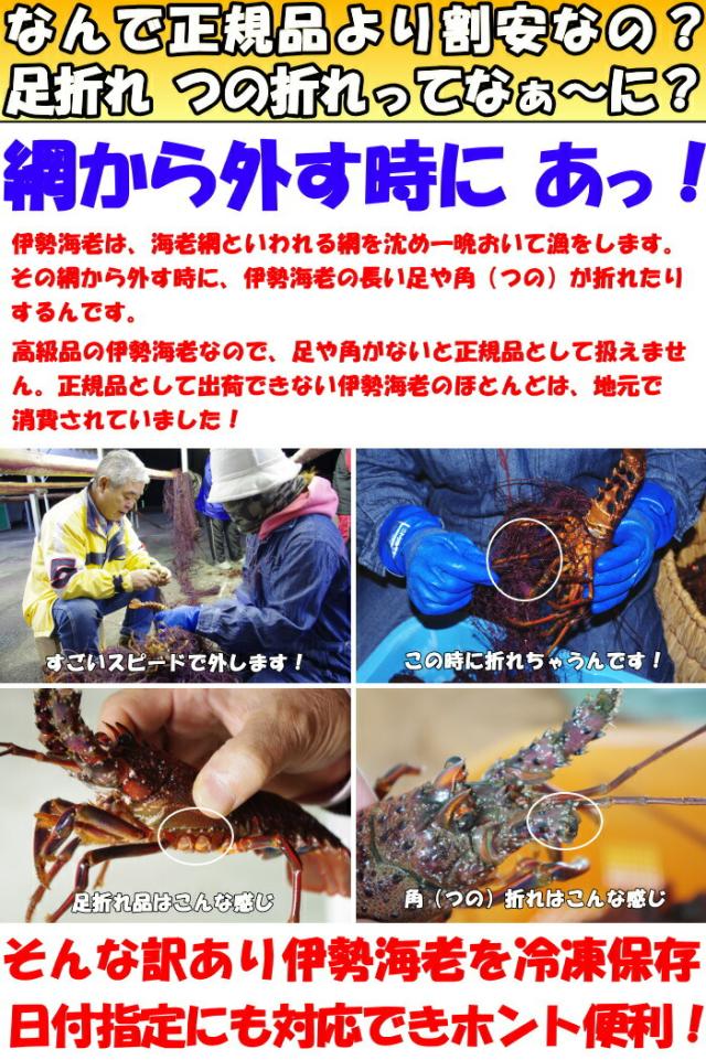 和歌山伊勢海老訳あり理由