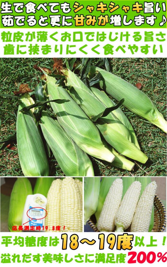 香川三豊コーンベネ1