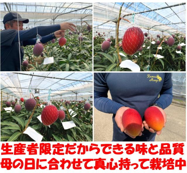 宮崎完熟マンゴーベネ5
