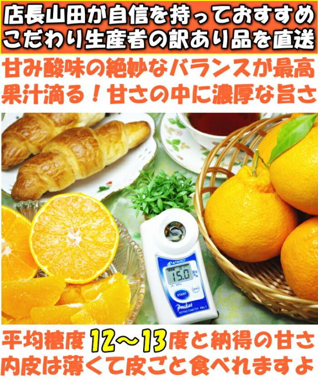 熊本訳アリ不知火ベネ1