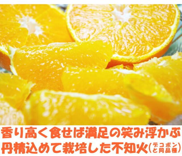 熊本訳アリ不知火ベネ2