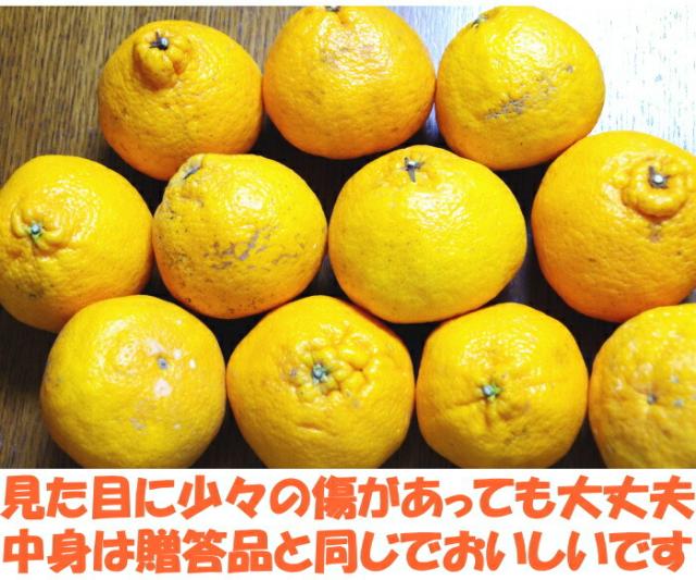 熊本訳あり不知火ベネ4