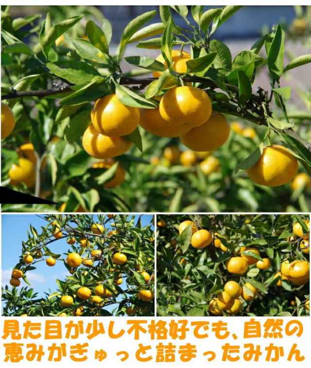 佐賀有機JASスイートスプリングベネ2