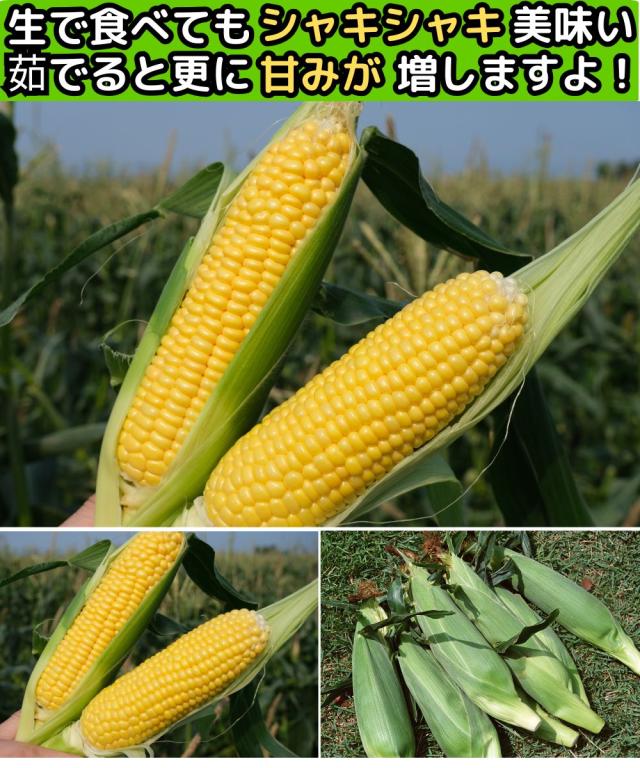 長崎産とうもろこしベネ1