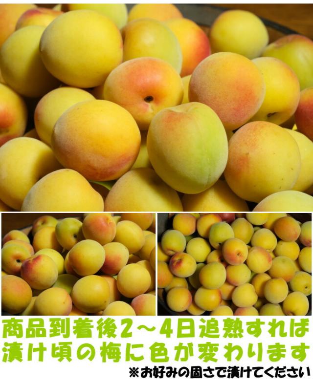 和歌山岡本農園南高梅ベネ4