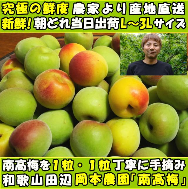 和歌山岡本農園南高梅ファースト