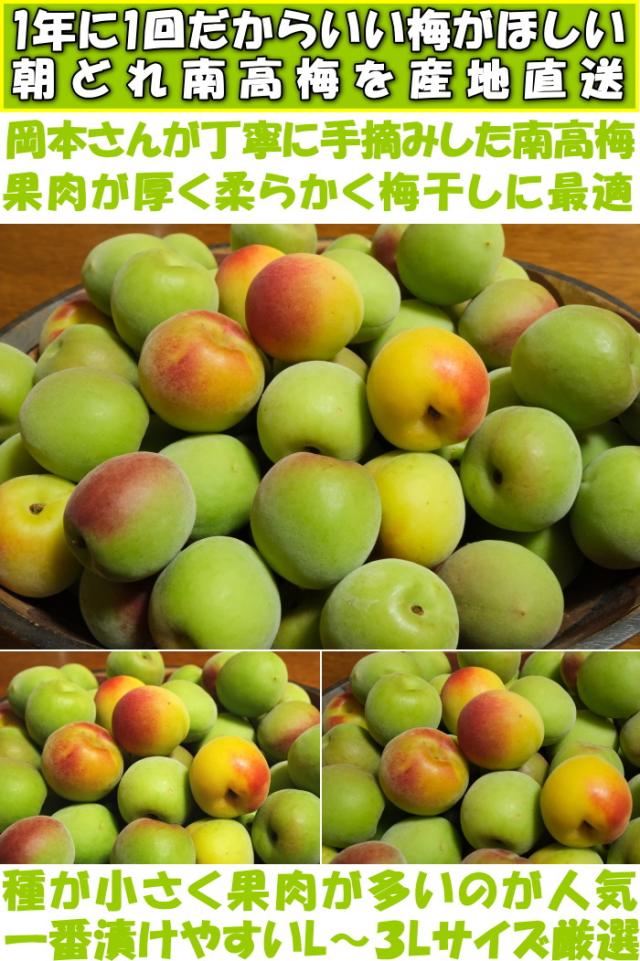 和歌山岡本農園南高梅ベネ1