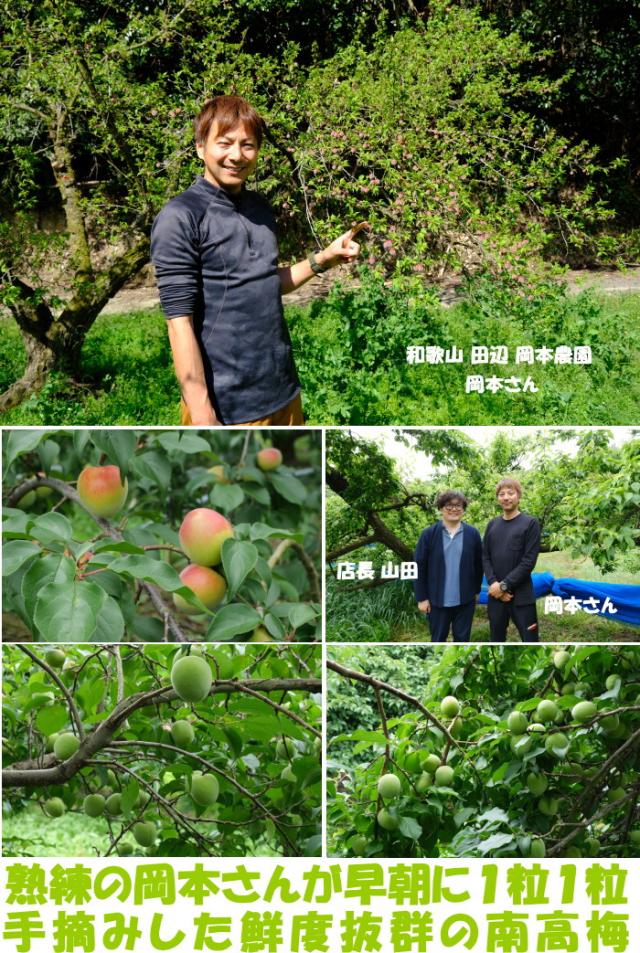 和歌山南高梅ベネ2