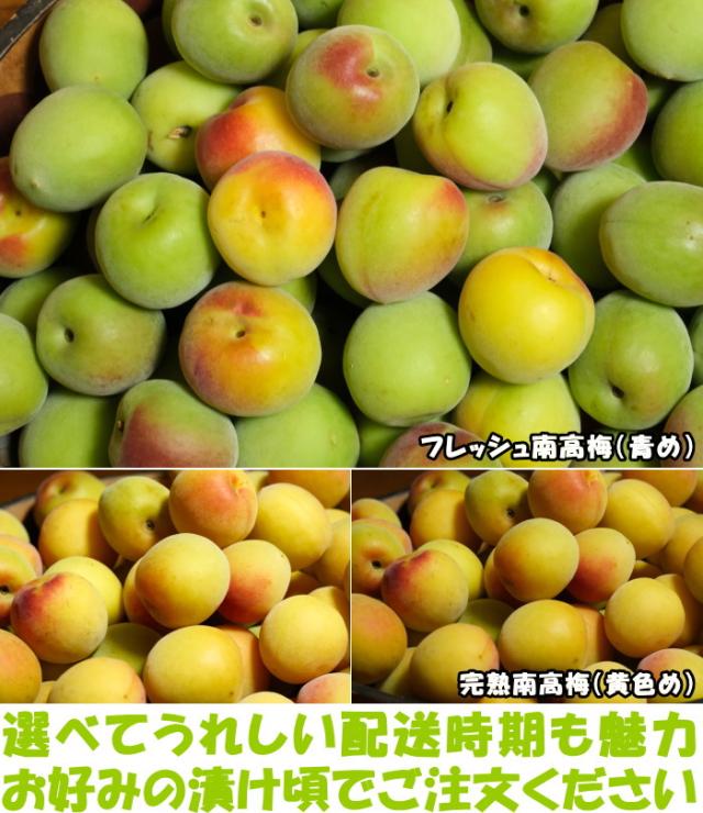 和歌山南高梅ベネ3