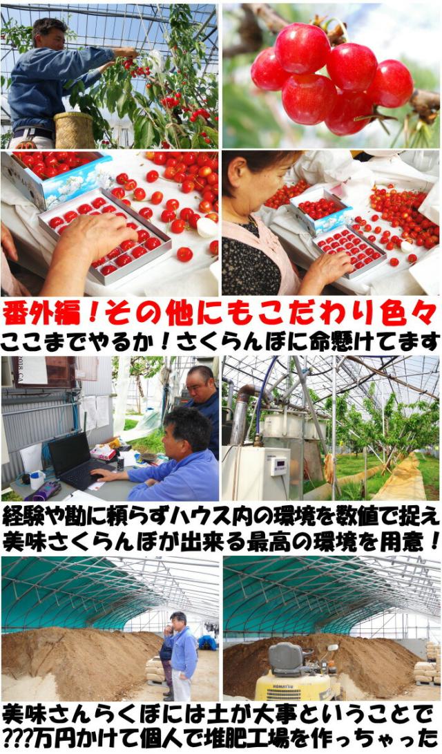 山形母の日さくらんぼ生産者アピール3