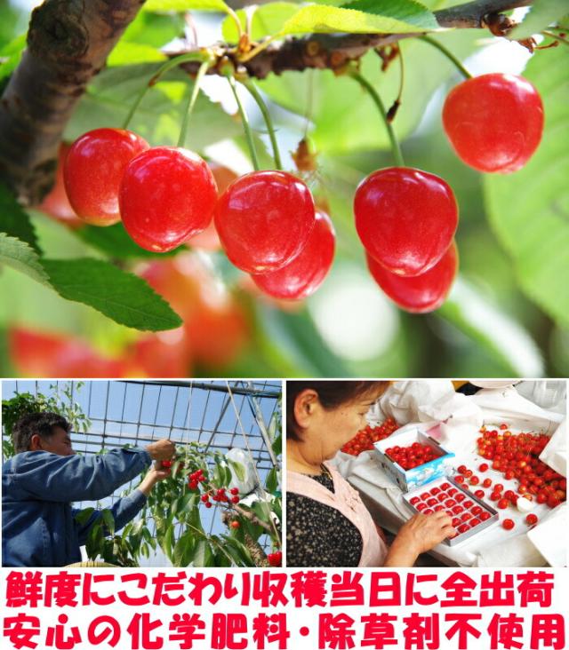 山形母の日さくらんぼベネ4