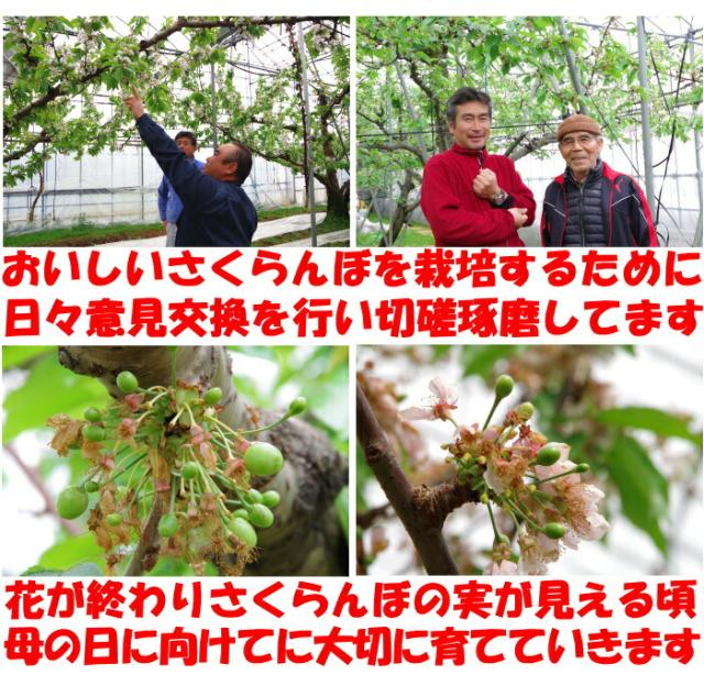 山形母の日さくらんぼ生産者5
