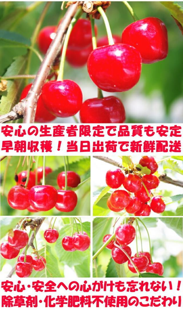 山形露地さくらんぼベネ4