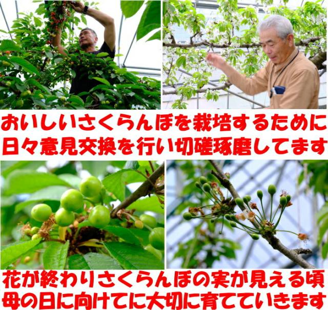 山形現地さくらんぼ取材2